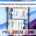 African Black Ant kamagra1